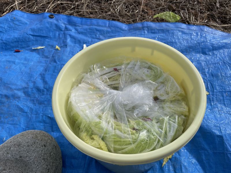 無農薬白菜の収穫と白菜漬け（2024年12月）