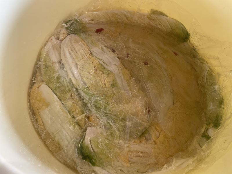 無農薬白菜の収穫と白菜漬け（2024年12月）